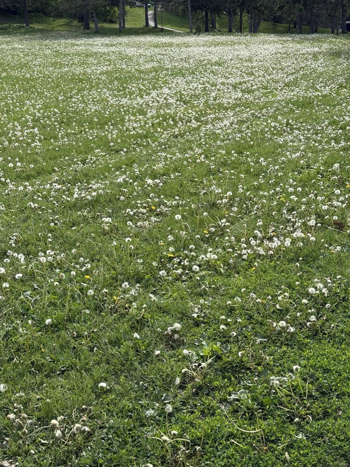 A field at Audubon Park dense with dandelion seed heads going to white