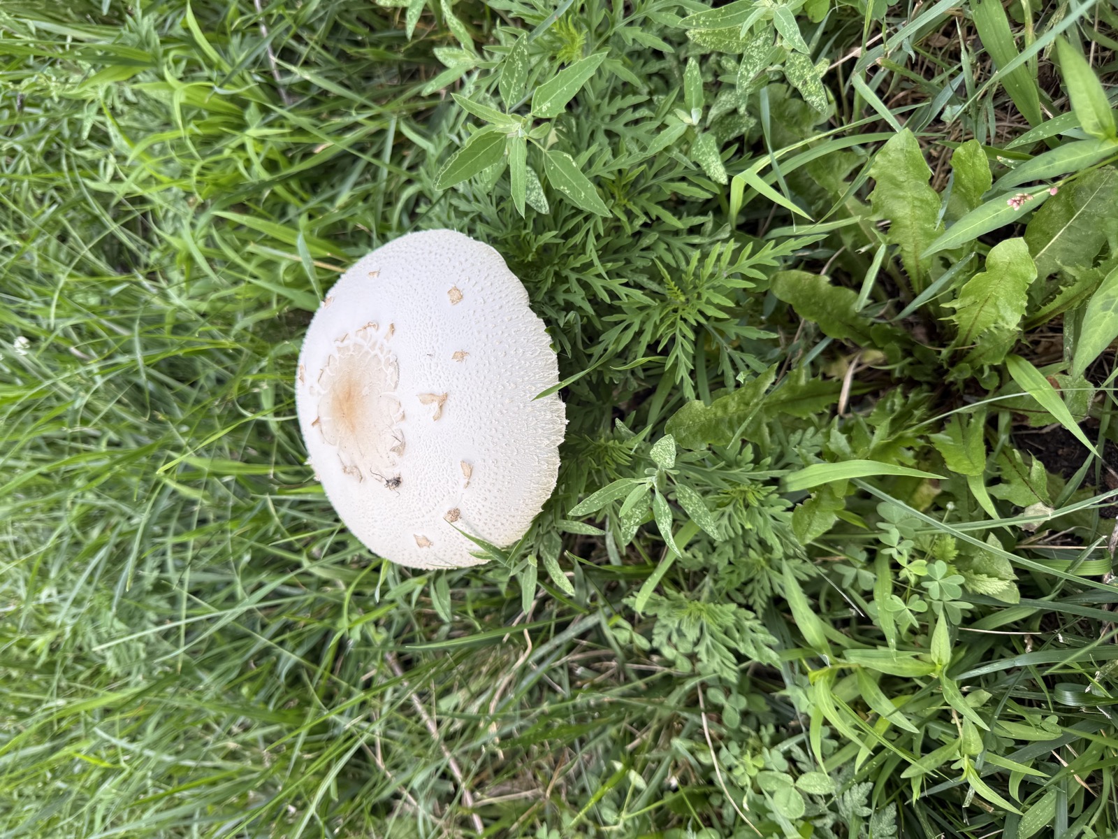 A single white mushroom growing among the grass and clover